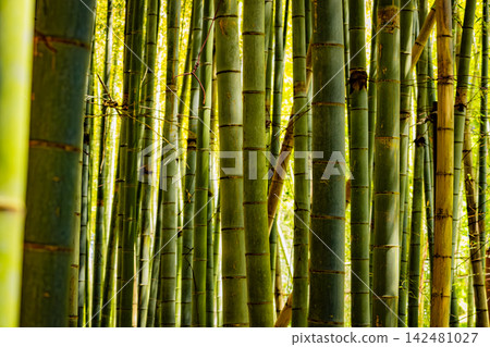 Green Bamboo Stalks in a Natural Forest Setting Green Bamboo Stalks in a Natural Forest Setting 142481027