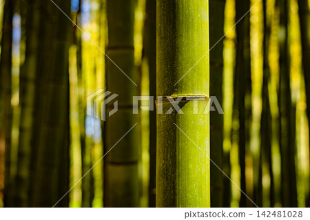 Green Bamboo Stalks in a Natural Forest Setting Green Bamboo Stalks in a Natural Forest Setting 142481028