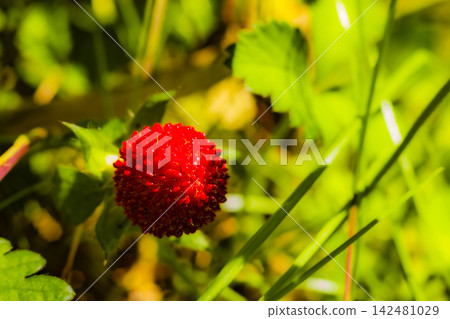 Wild Strawberry Fruit Macro Close Up in Natural Grass Wild Strawberry Fruit Macro Close Up in Natural Grass 142481029
