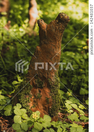 Cypress Knees Emerging from Forest Floor in Wetland 142481037