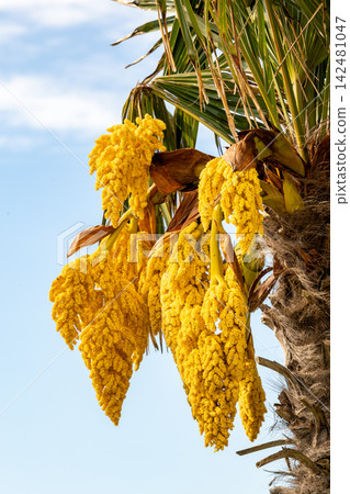 Golden Palm Tree Blossoms Against Blue Sky Golden Palm Tree Blossoms Against Blue Sky 142481047