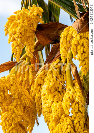 Golden Palm Tree Blossoms Against Blue Sky Golden Palm Tree Blossoms Against Blue Sky 142481048