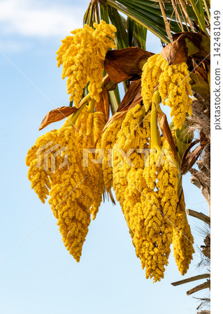 Golden Palm Tree Blossoms Against Blue Sky Golden Palm Tree Blossoms Against Blue Sky 142481049