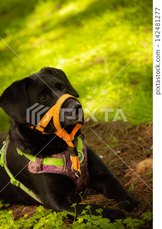 Black Labrador Retriever Wearing Head Halter and Harness Black Labrador Retriever Wearing Head Halter and Harness 142481277