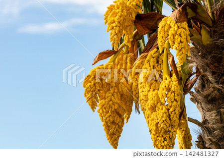 Golden Palm Tree Blossoms Against Blue Sky Golden Palm Tree Blossoms Against Blue Sky 142481327