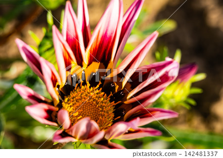 Yellow and Red Gazania Flower Macro Close Up Yellow and Red Gazania Flower Macro Close Up 142481337