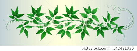 Fresh green leaves and delicate tendrils forming a natural, organic horizontal border or frame 142481359