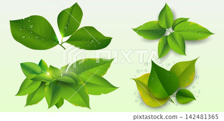 Fresh green leaves with dew drops creating a refreshing nature concept Fresh green leaves with dew drops creating a refreshing nature concept 142481365