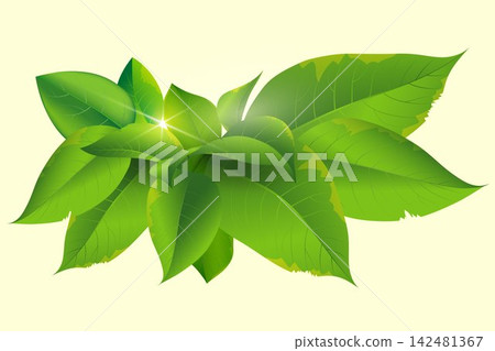 Green leaves with a central light flare symbolizing freshness, ecology, and natural energy Green leaves with a central light flare symbolizing freshness, ecology, and natural energy 142481367