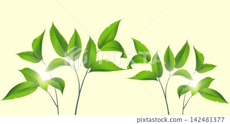 Fresh green leaves reflecting sunlight and water droplets on a light background Fresh green leaves reflecting sunlight and water droplets on a light background 142481377