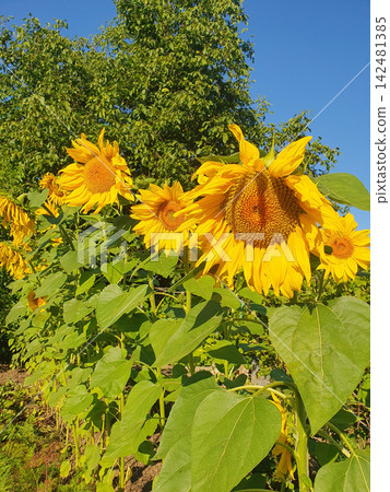 Bright yellow blooming sunflowers in garden under blue sky on sunny summer day. Close up of giant sunflower flowers Bright yellow blooming sunflowers in garden under blue sky on sunny summer day. Close up of giant sunflower flowers 142481385