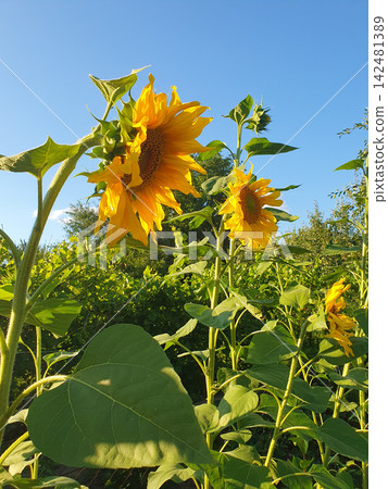 Bright yellow blooming sunflowers in garden under blue sky on sunny summer day. Close up of giant sunflower flowers Bright yellow blooming sunflowers in garden under blue sky on sunny summer day. Close up of giant sunflower flowers 142481389