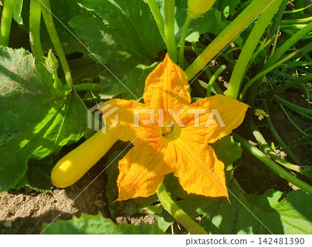 Bright yellow zucchini flower blooming in garden with young squash growing among green leaves in sunny day 142481390