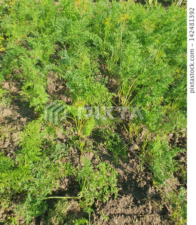 Fresh green carrot tops growing in garden soil on sunny day. High angle view of young organic carrot plants bed on farm Fresh green carrot tops growing in garden soil on sunny day. High angle view of young organic carrot plants bed on farm 142481392