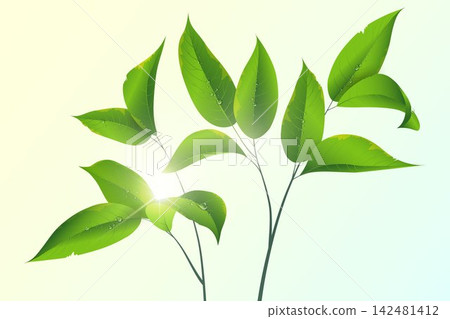 Fresh green leaves with water drops reflecting natural light on a bright background Fresh green leaves with water drops reflecting natural light on a bright background 142481412