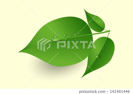 Green plant leaves with fresh water drops symbolizing nature, purity, and growth Green plant leaves with fresh water drops symbolizing nature, purity, and growth 142481446