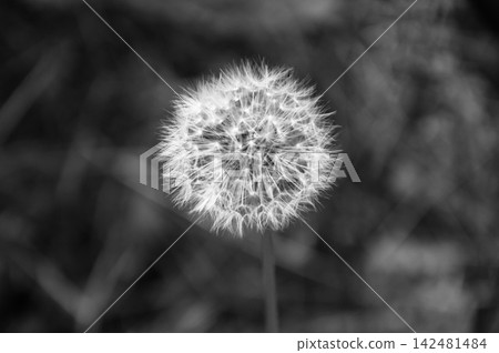 Dandelion flower on a black and white background. Monochrome. 142481484