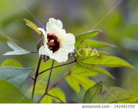 Cotton Flower Cotton Flower 142481550