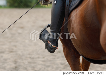 Side view of chestnut horse in harness with female rider jockey in hat helmet and white uniform with bridle stack and boots Side view of chestnut horse in harness with female rider jockey in hat helmet and white uniform with bridle stack and boots 142481599
