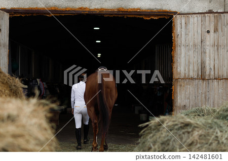Woman rider jockey at stable preparing horse racing or jumping competition. Woman rider jockey at stable preparing horse racing or jumping competition. 142481601