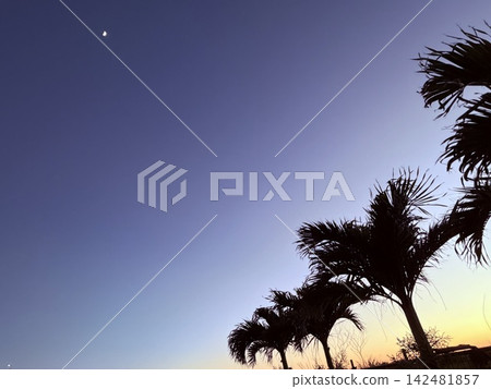 A sunset with palm trees and stars visible. A sunset with palm trees and stars visible. 142481857