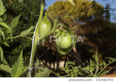 Green Oxheart tomatoes growing on a vine with natural pest protection. Ideal for organic farming, gardening, agriculture, and fresh vegetable production concepts. Green Oxheart tomatoes growing on a vine with natural pest protection. Ideal for organic farming, gardening, agriculture, and fresh vegetable production concepts. 142482593