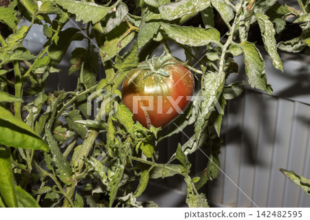 A red, ripe Oxheart tomato on a vine covered in white powder. This detailed close-up shows a plant infected with powdery mildew. Perfect for agricultural disease guides and garden pest control conten A red, ripe Oxheart tomato on a vine covered in white powder. This detailed close-up shows a plant infected with powdery mildew. Perfect for agricultural disease guides and garden pest control conten 142482595