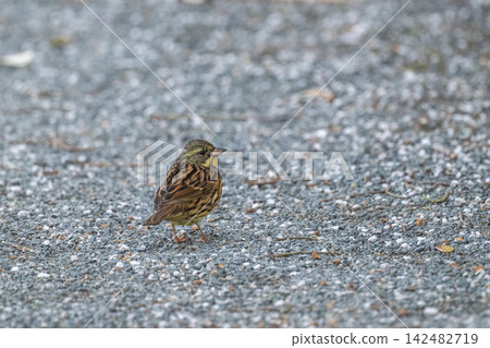 A cute little Yellow Bunting - Yamaguchi City, Yamaguchi Prefecture 142482719