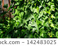 Wall surface greening by ivy plant 142483025