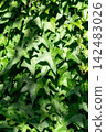 Wall surface greening by ivy plant 142483026