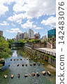 [Tokyo] A view of the Meguro River overflowing with fresh greenery in midsummer (August 2026) 142483076