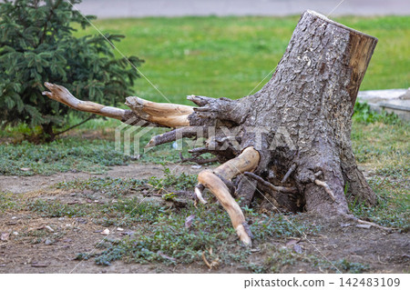 Dead Tree Stump Out Dead Tree Stump Out 142483109