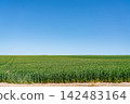Hokkaido: Japan's magnificent nature - spring blue skies and green grasslands (June 2026) 142483164