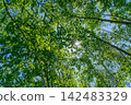 Hokkaido: A natural landscape of Japan - a birch forest (June 2026) 142483329