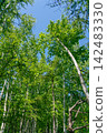 Hokkaido: A natural landscape of Japan - a birch forest (June 2026) 142483330