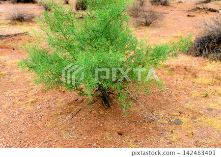 Palo Verde Tree Seedling, Sonora Desert, Mid Summer Palo Verde Tree Seedling, Sonora Desert, Mid Summer 142483401