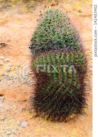 Arizona Blossoming Barrel Cactus Arizona Blossoming Barrel Cactus 142483402