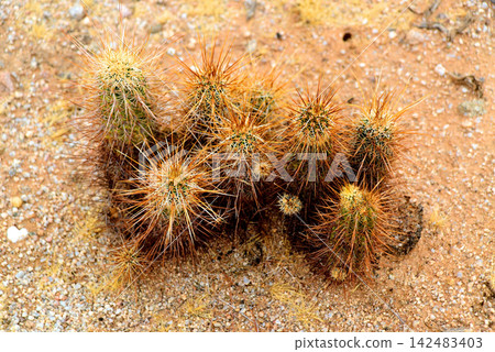 Hedge Hog cactus Hedge Hog cactus 142483403