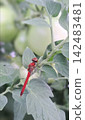 一隻紅色的蜻蜓停在葉子上 | 夏季自然與昆蟲景象 142483481