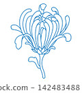 Japanise chrysanthemum flower line art isolated on white. Traditional Chinese chrysanth blossom outline. Beautiful monochrome sketch of mum flower 142483488