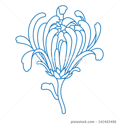 Japanise chrysanthemum flower line art isolated on white. Traditional Chinese chrysanth blossom outline. Beautiful monochrome sketch of mum flower 142483488