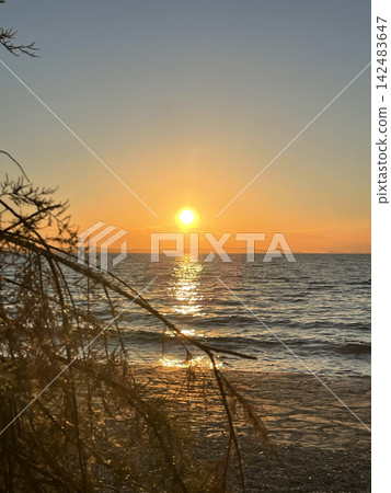 Golden sunset over the Adriatic sea in Croatia, sun glitter path on calm water, silhouetted tree branches in foreground Golden sunset over the Adriatic sea in Croatia, sun glitter path on calm water, silhouetted tree branches in foreground 142483647