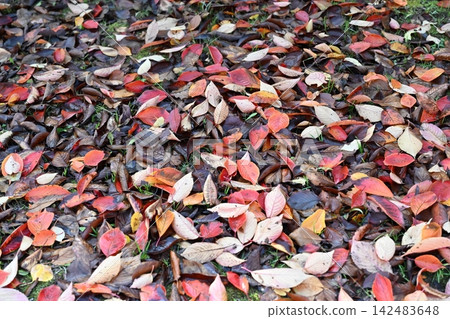 11月,世博會紀念公園落葉紛飛 11月,世博會紀念公園落葉紛飛 142483648