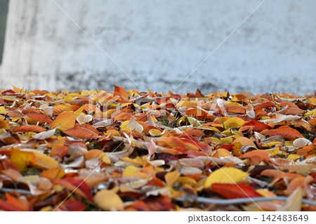 11月,世博會紀念公園落葉紛飛 11月,世博會紀念公園落葉紛飛 142483649