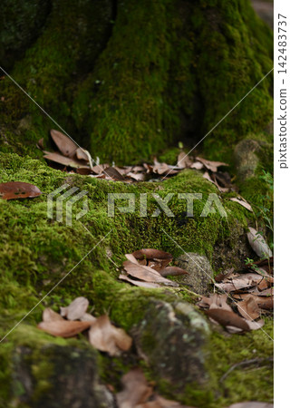 苔蘚,苔蘚背景素材,自然背景 苔蘚,苔蘚背景素材,自然背景 142483737