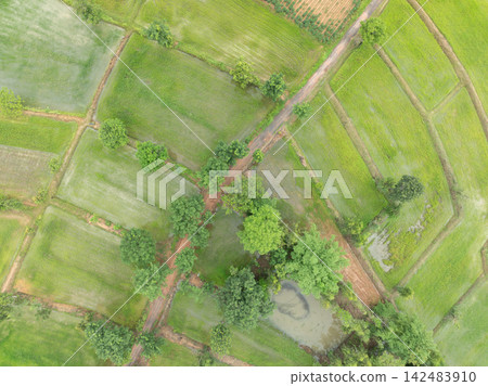 Drone view of cultivated rice fields, irrigation pond and rural farm road in tropical countryside. Water management, sustainable farming and resilient food production. Traditional cultivation. 142483910