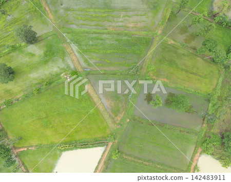 Aerial top view of flooded rice paddies and green farmland. Irrigation, crop cultivation, water management and sustainable food production. Rural farming, food security and sustainable agriculture. Aerial top view of flooded rice paddies and green farmland. Irrigation, crop cultivation, water management and sustainable food production. Rural farming, food security and sustainable agriculture. 142483911