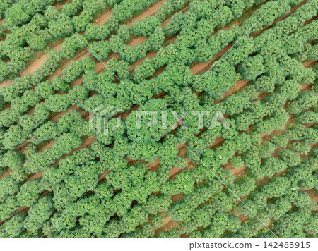 Aerial top view of green cassava plantation on farmland during wet season. Drought tolerant crops supporting food security and sustainable agriculture. Food security and climate adaptation farming. Aerial top view of green cassava plantation on farmland during wet season. Drought tolerant crops supporting food security and sustainable agriculture. Food security and climate adaptation farming. 142483915