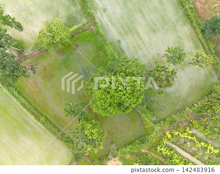 Drone view of young rice fields. Sustainable agriculture. Food security in a rural farming landscape. Sustainable farming. Food sustainability, ecological farming and climate resilient agriculture. Drone view of young rice fields. Sustainable agriculture. Food security in a rural farming landscape. Sustainable farming. Food sustainability, ecological farming and climate resilient agriculture. 142483916