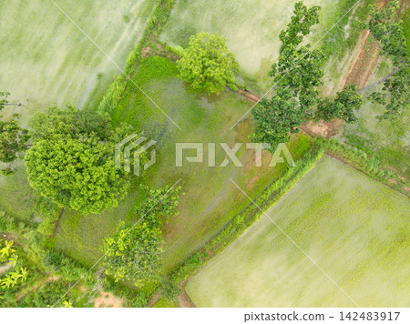 Aerial top view of flooded rice paddies during tropical growing season. Sustainable agriculture, food security and water management while highlighting methane emissions from rice cultivation. Aerial top view of flooded rice paddies during tropical growing season. Sustainable agriculture, food security and water management while highlighting methane emissions from rice cultivation. 142483917